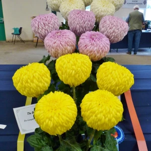 016 bentley trophy  medium challenge cup  david groves