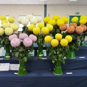 018 national champions large and medium flowered  bob dawsey memorial trophy  paul and gale robinson