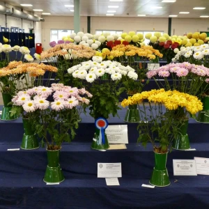 026 national championship spray chrysanthemums  harold walker memorial trophy  geoff and ann allen