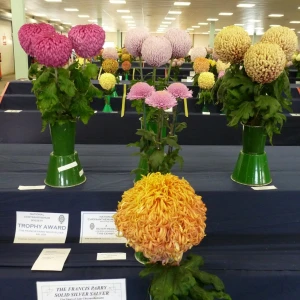 002 francis parry salver  swansea