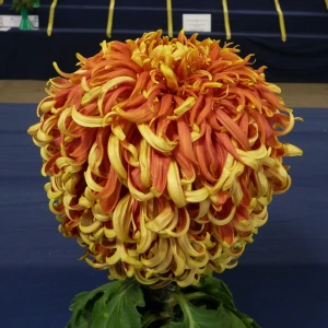 004 chrysanthemum raisers trophy  john nevill