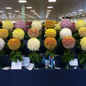 005 national champion large exhibition centenary trophy and bentley trophy  ivor mace