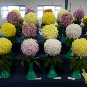 006 holmes memorial trophy  john williams