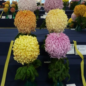 008 j h goddard challenge cup  ivor mace