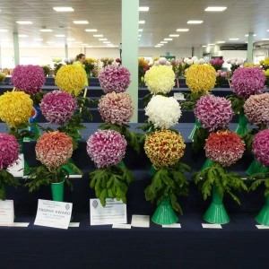 010 national champion medium exhibition  t f pattison trophy  roger brownbridge