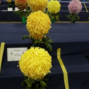 012 reg waller trophy  andrew robinson