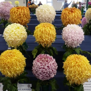 013 jap trophy  andrew robinson