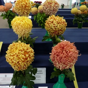 014 mixed jap trophy  john nevill