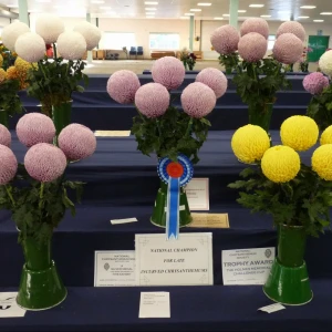 015 national champion incurves  holmes memorial challenge cup  norman stevenson