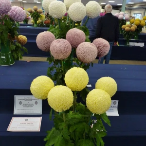 016 ted whittock memorial trophy  harry godden