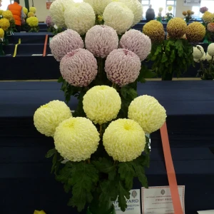 019 thomas warrington perpetual trophy  norman stevenson