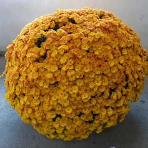 028 bill couchman memorial trophy  ivor mace