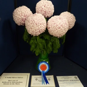 040 best large intermediate  alexis  david page