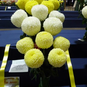 022 intermediate challenge shield  eric shepley