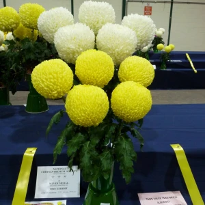 027 rushton perpetual trophy  john william stevenson