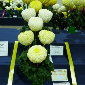 033 jimmy draycott memorial trophy  david groves