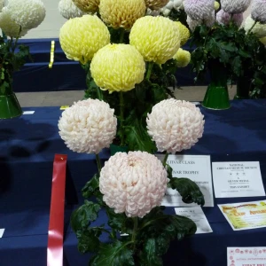 034 old cultivar trophy  tony walters