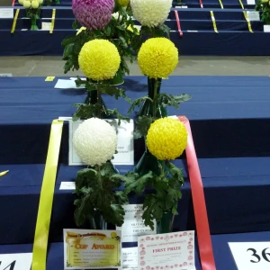 035 single bloom championship  malcolm and audrey simpson