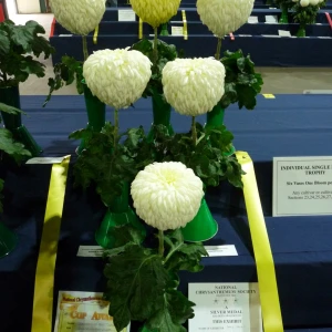 037 single bloom trophy  david groves