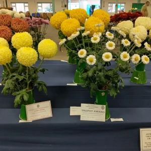 001 affiliated societies amateur gardening challenge shield stoke on trent