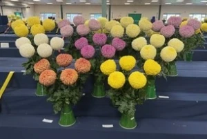 005 clay cuprd frankie   joyce charlton