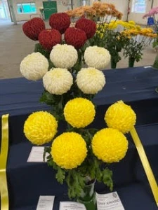 013 medium challenge cup alan smith