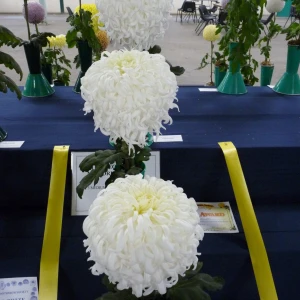 031 reg waller trophy  ian moss