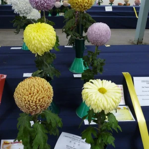 057 individual single bloom championship  red ken trophy  david page