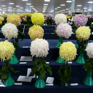 004 holmes memorial trophy   david page