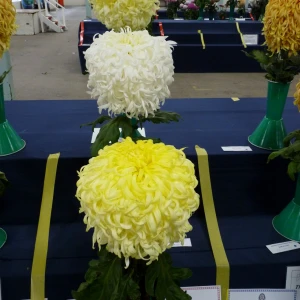 010 reg waller trophy  david page