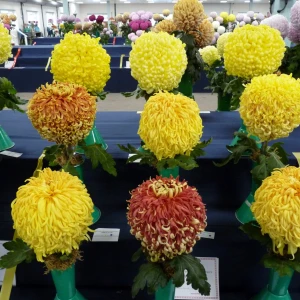 011 jap trophy  keith smith