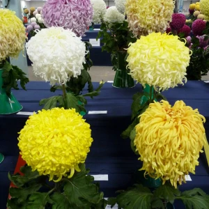 012 mixed jap trophy  david page