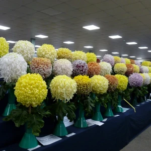 053 four entries in centenary